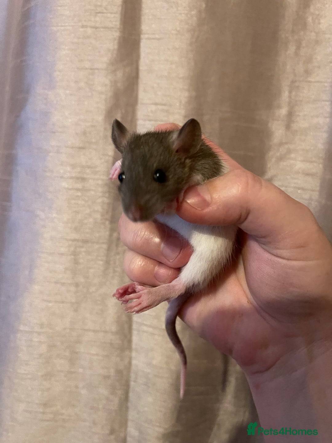 Rat rodents for sale: Baby rats looking for 5*homes only  - Advert 9