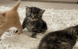 Mixed Breed cats for sale: 4Adorable Longhair Kittens-ready late Sep - Image 15