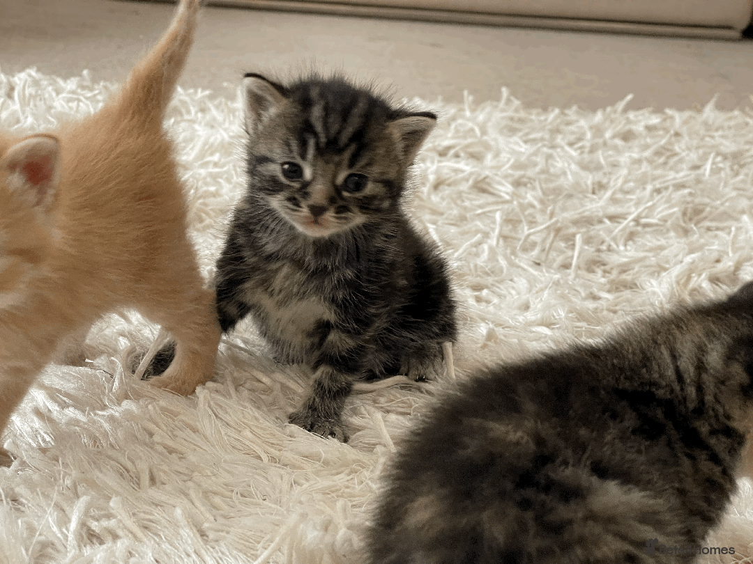 Mixed Breed cats for sale: 4Adorable Longhair Kittens-ready late Sep - Image 15