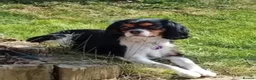 Cavalier King Charles Spaniel dogs for sale: rehoming Luna  in Hull - Advert 4