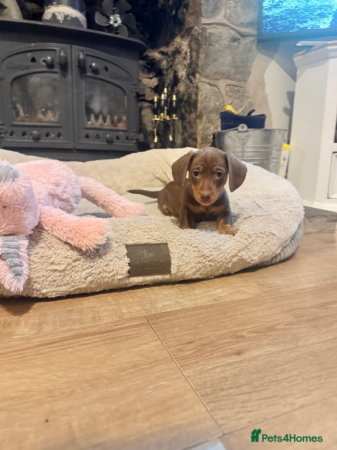 Miniature Dachshund dogs for sale: 3 girls Left Miniature Dachshund chocolate & tan - Advert 6