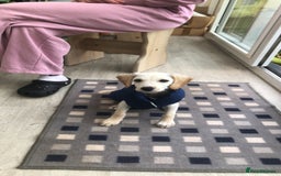 Mixed Breed dogs for sale: Milo 12 week old spaniel cross - Image 1