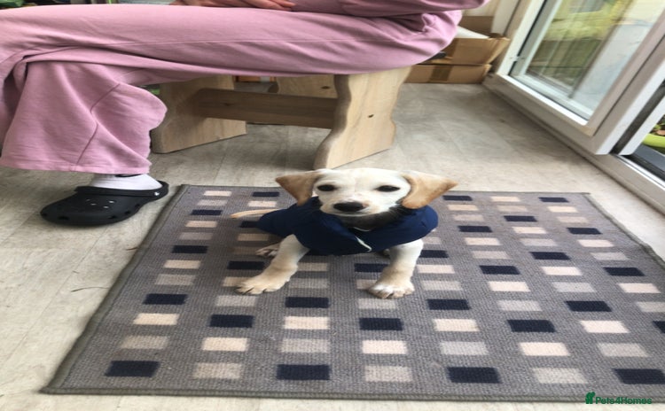 Mixed Breed dogs - Advert 1