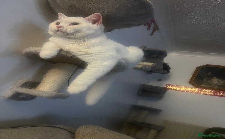 Brazilian Shorthair cats - Advert 3