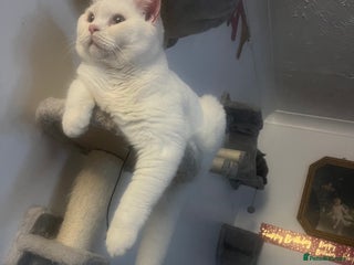 Brazilian Shorthair cats - Advert 2