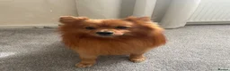German Spitz dogs for sale: German Spitz in Doncaster - Advert 6