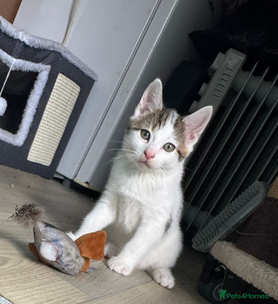Mixed Breed cats 1 beautiful boy left  - Advert 5