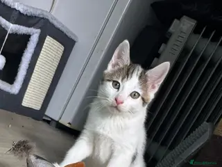 Mixed Breed cats £40 .1 beautiful boy left - Advert 3