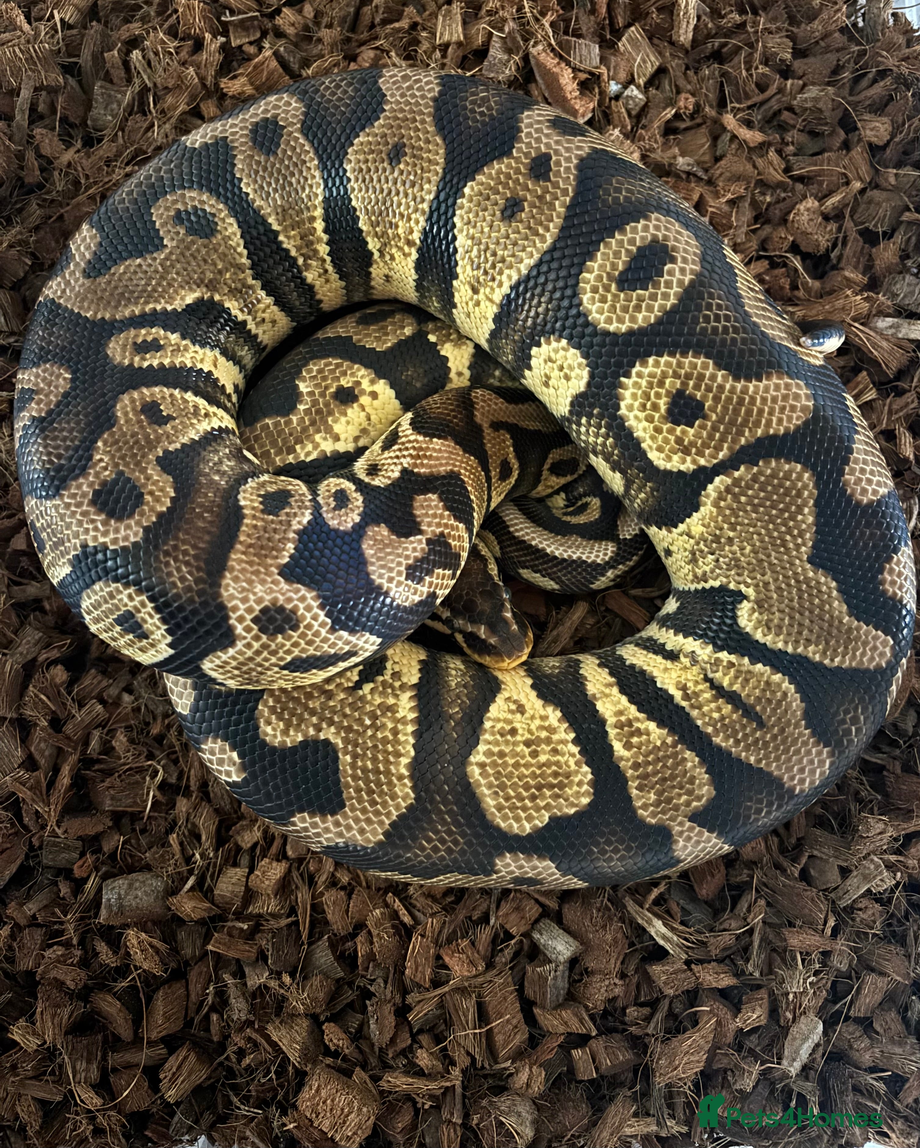 Python Snake reptiles Female Pastel Gravel Proven breeder - Advert 1