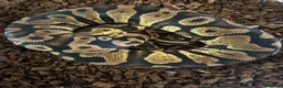 Python Snake reptiles for sale: Female Pastel Gravel Proven breeder - Advert 1