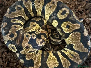 Python Snake reptiles Female Pastel Gravel Proven breeder - Advert 1