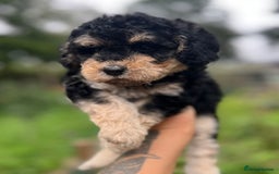 Cockapoo dogs for sale: Colourful Cockapoos 🌈 Raised Right ✨ - Image 2