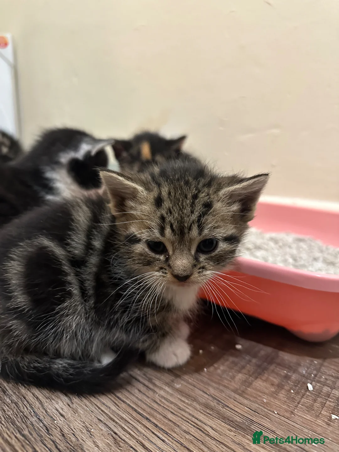 Mixed Breed cats for sale: Last female of litter - Advert 2