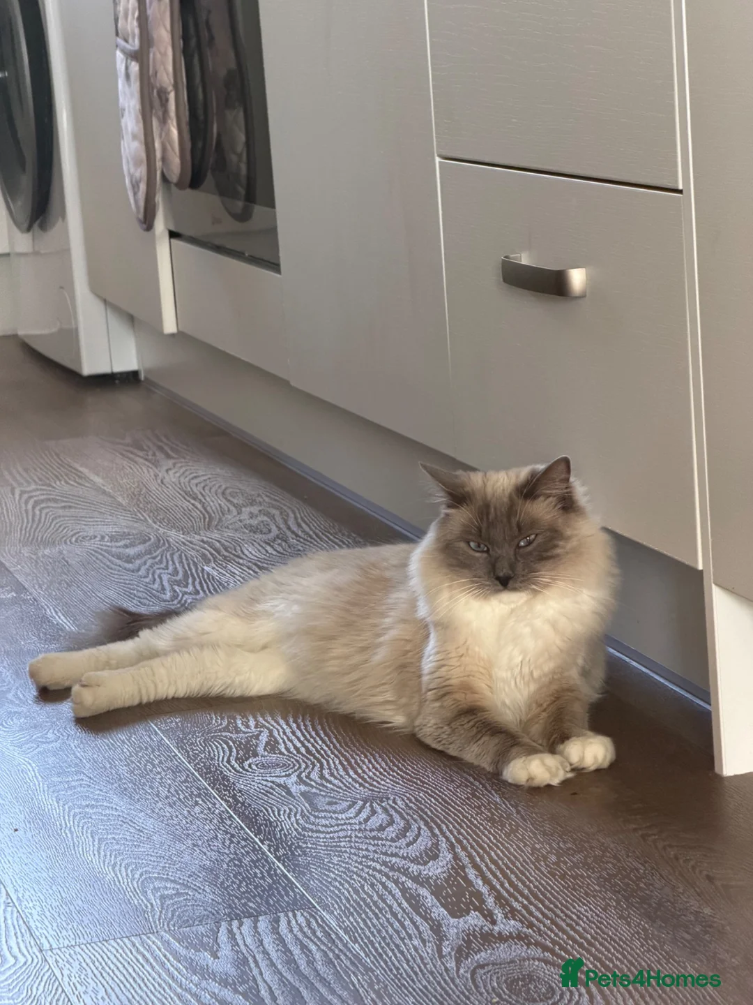 Ragdoll cats for sale: Gorgeous pure ragdoll male for rehoming🐈‍⬛ - Advert 5