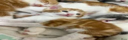 Mixed Breed cats for sale: 2 ginger boys for sale  - Advert 4