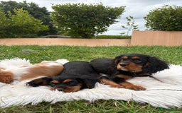 Cavalier King Charles Spaniel dogs for sale: Cavalier King Charles  - Image 14