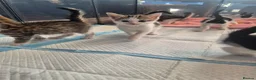 Mixed Breed cats for sale: Kittens for sale  - Advert 6