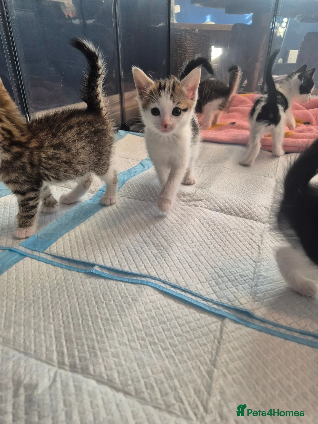 Mixed Breed cats for sale: Kittens for sale  - Advert 6