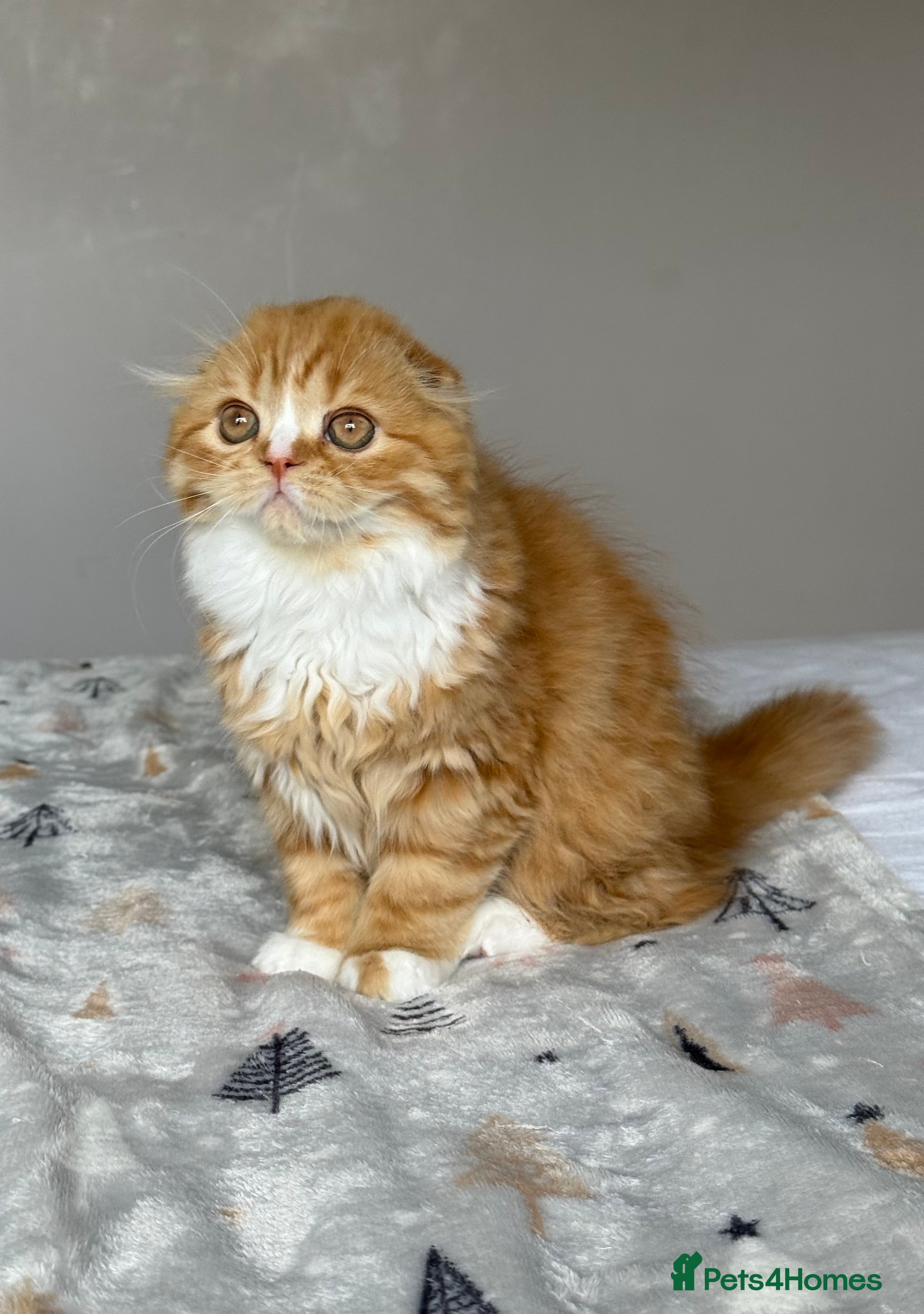 Scottish Fold cats Scottish Fold TICA Pedigree  - Advert 2
