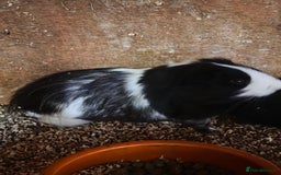 Guinea Pig rodents for sale: Two bonded male guinea pigs.  - Image 3