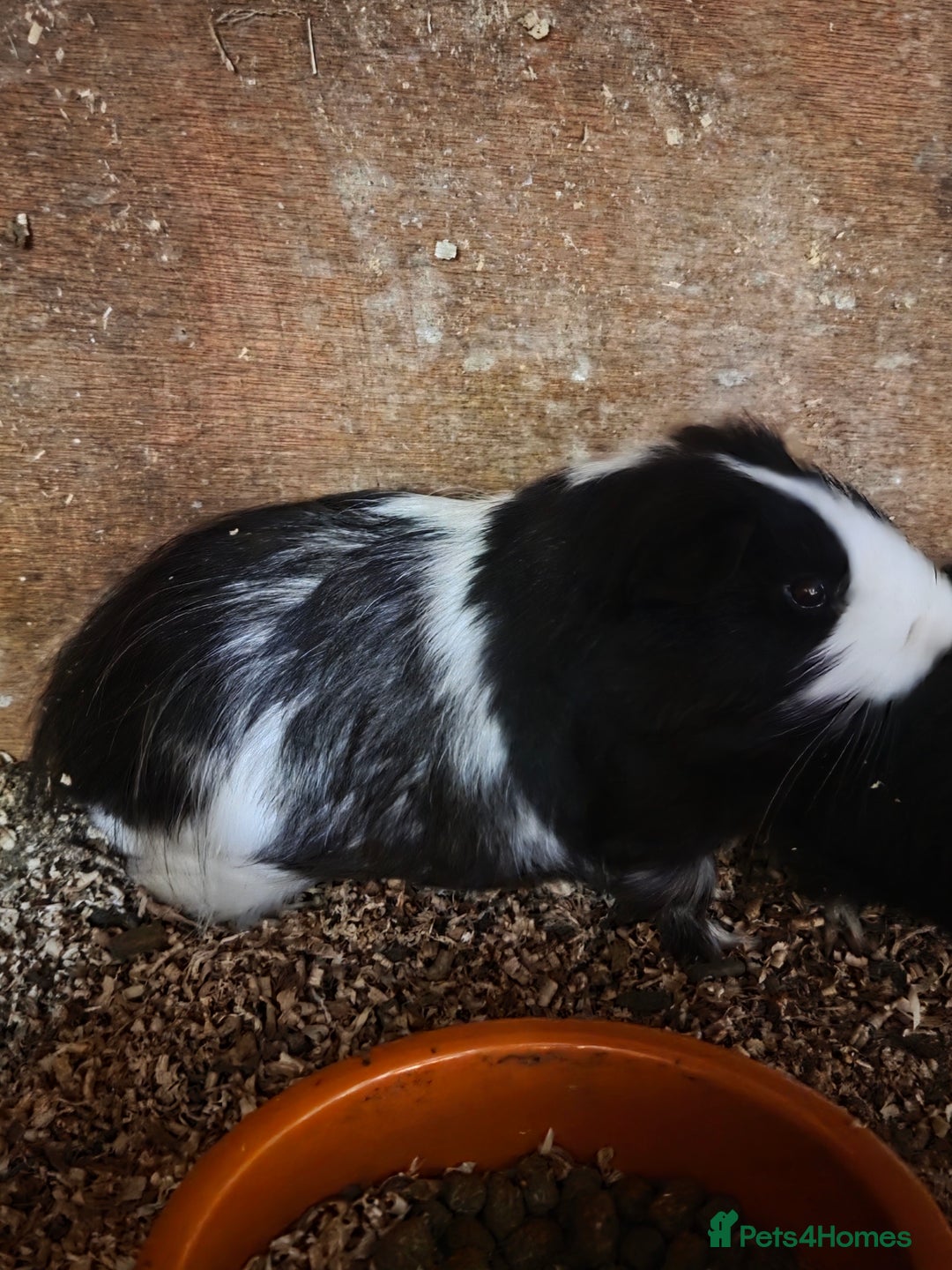 Guinea Pig rodents for sale: Two bonded male guinea pigs.  - Image 3