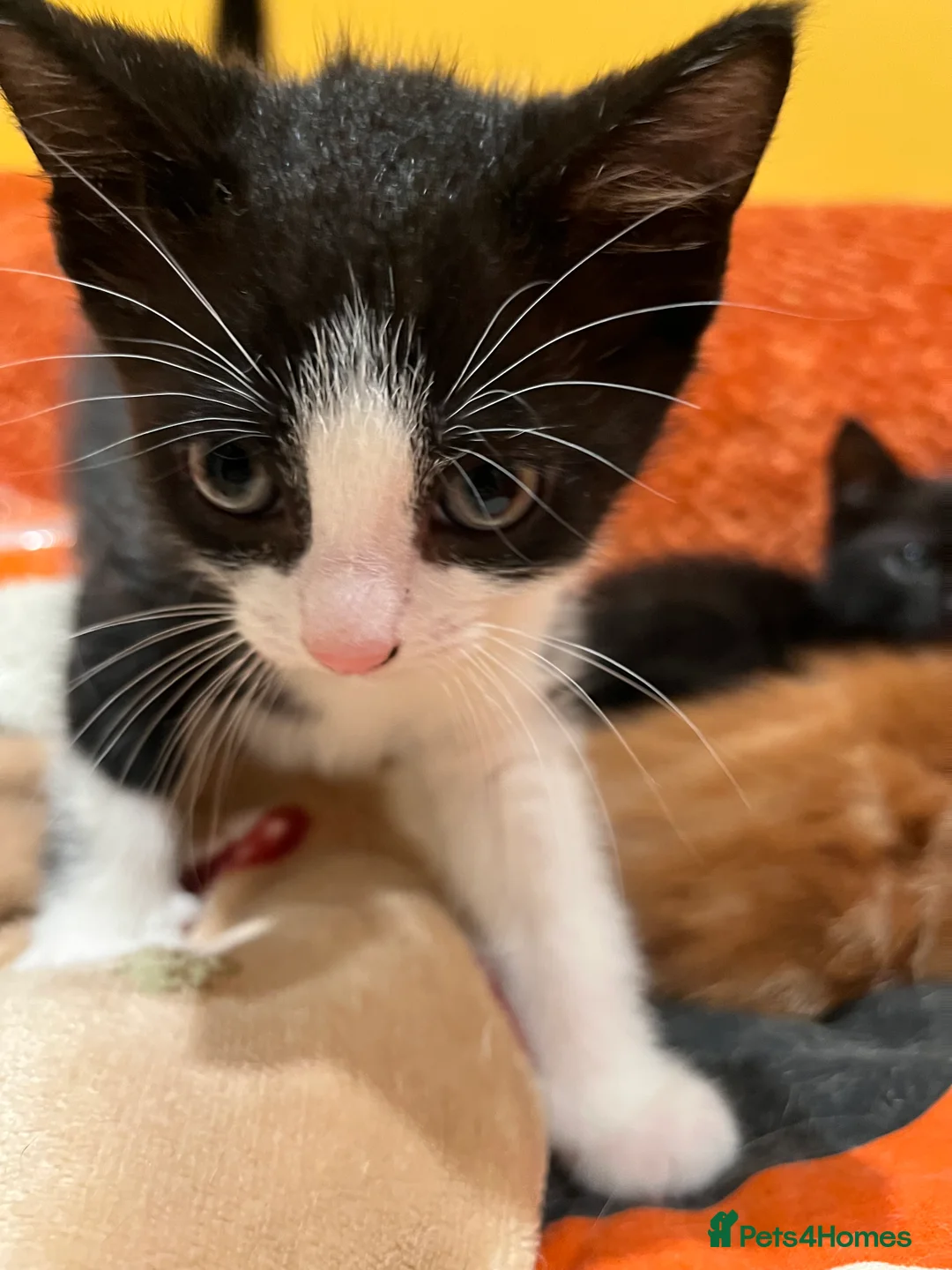 British Shorthair cats for sale: 3 adorable male kittens for sale - Advert 10