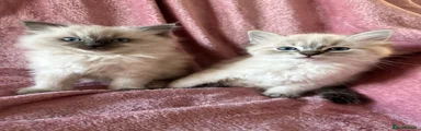 Ragdoll 1