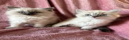 Ragdoll cats for sale: Ragdoll X Lynx kitten in Hamilton - Advert 3