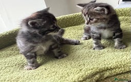 Mixed Breed cats for sale: 4  GORGEOUS TABBY/TORTOISHELL GIRLS.   - Image 15
