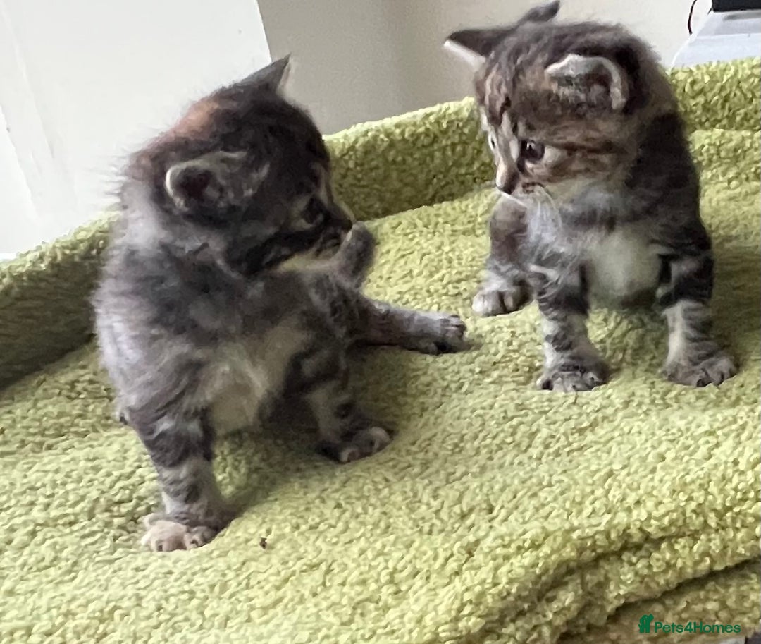 Mixed Breed cats for sale: 4  GORGEOUS TABBY/TORTOISHELL GIRLS.   - Image 15