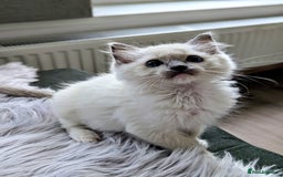 Ragdoll cats for sale: Last Gorgeous Ragdoll kitten - Image 17