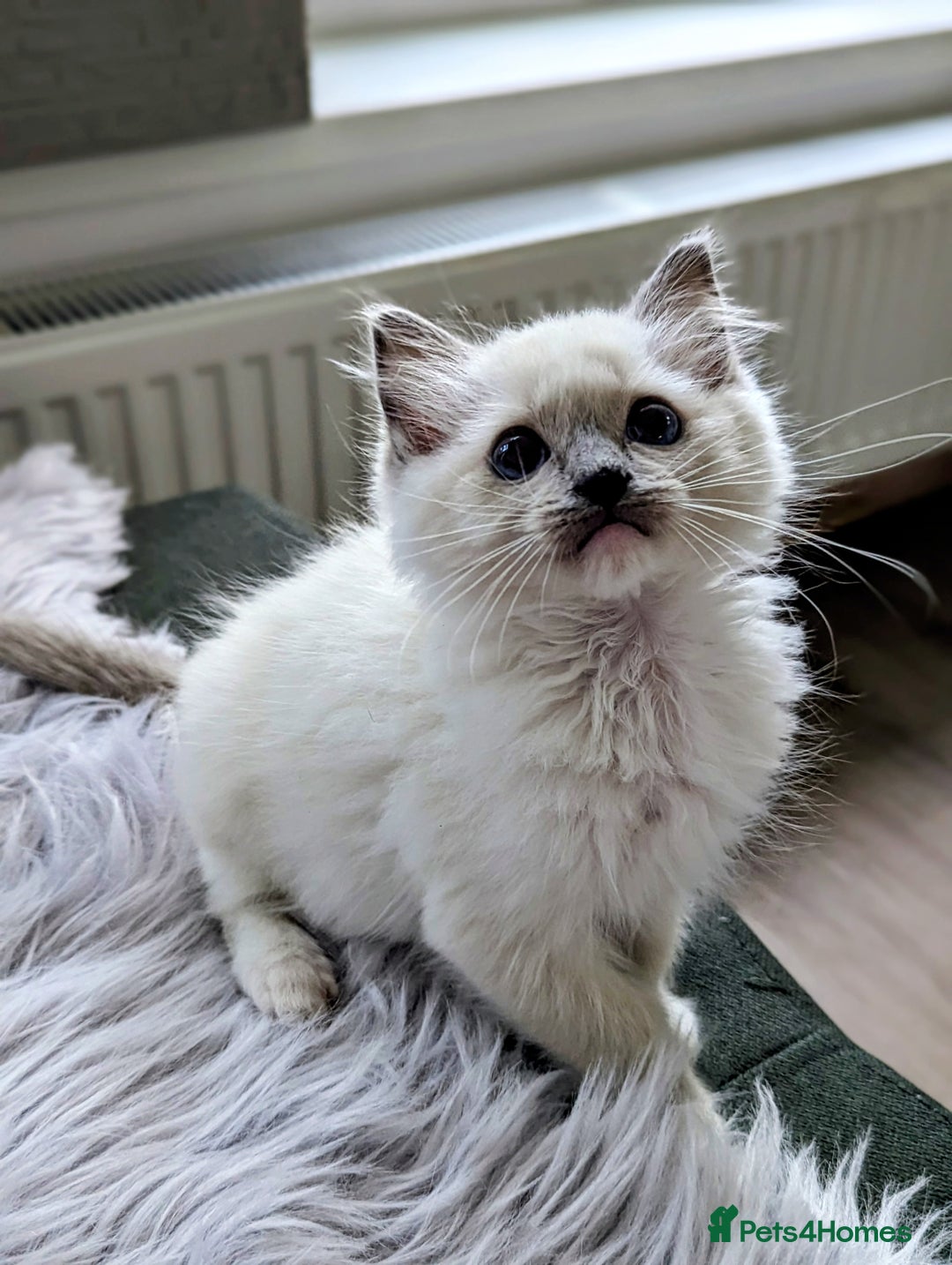 Ragdoll cats for sale: Last Gorgeous Ragdoll kitten - Image 17