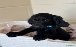 Cocker Spaniel dogs for sale: Beautiful cocker spaniels puppies for sale - Image 33