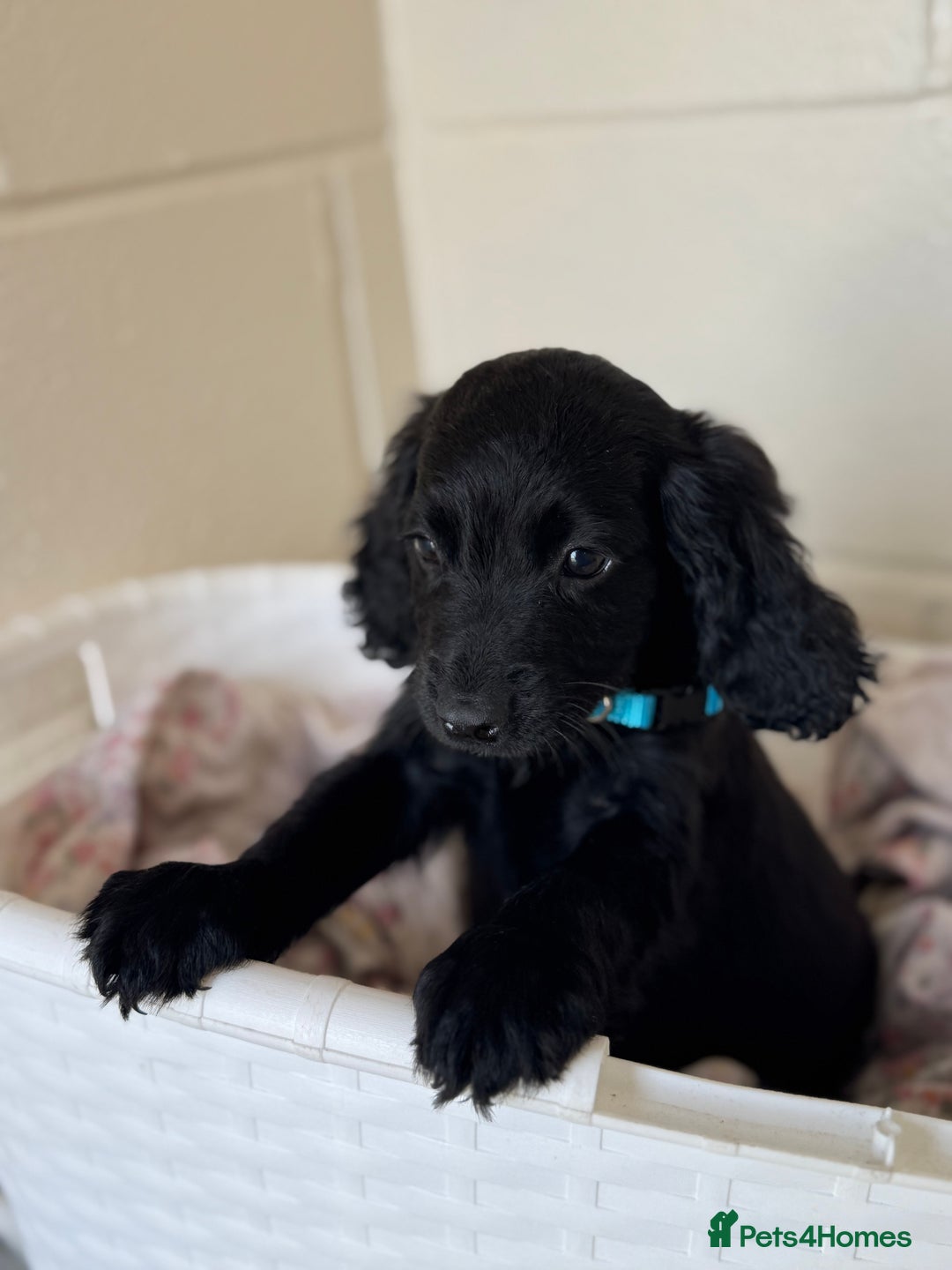 Cocker Spaniel dogs for sale: Beautiful cocker spaniels puppies for sale - Image 33