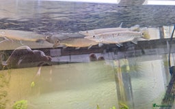 Tetras fish for sale: Rocket Gar fish Ctenolucius hujeta - Image 5