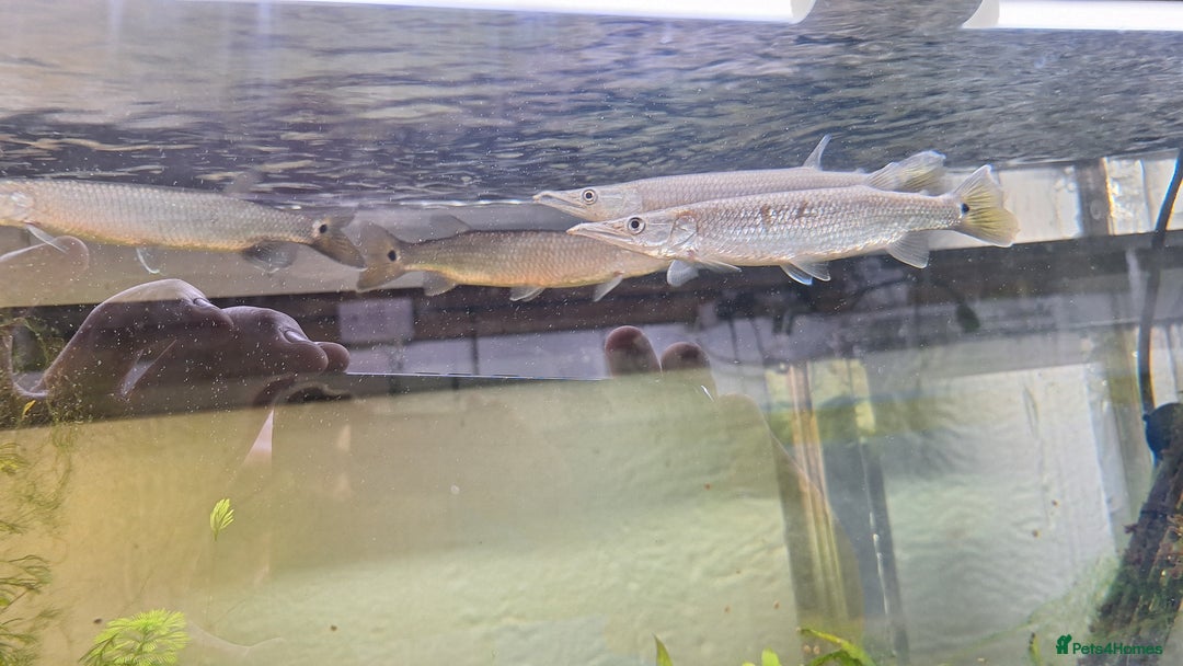 Tetras fish for sale: Rocket Gar fish Ctenolucius hujeta - Image 5