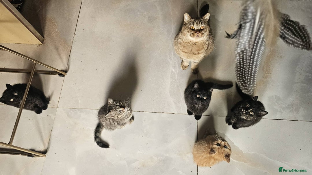 British Shorthair cats for sale: Gorgeous British Shorthair Kittens Ready Now! - Advert 17