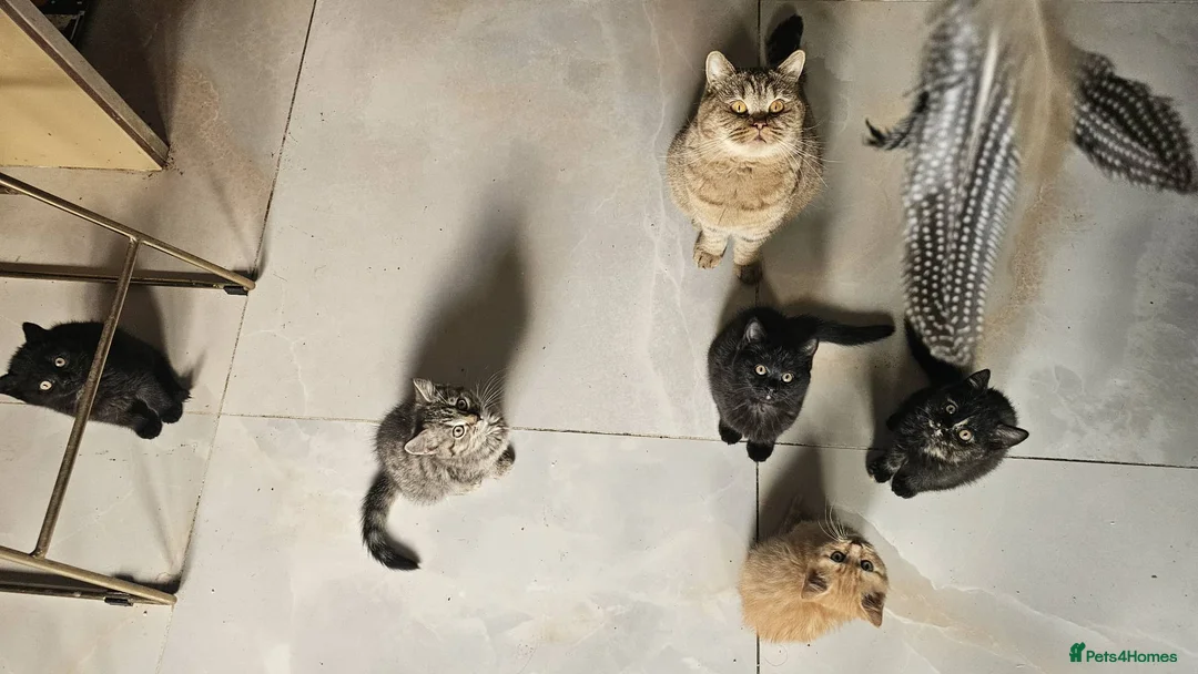 British Shorthair cats for sale: Gorgeous British Shorthair Kittens Ready Now! - Advert 13