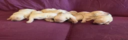 Goldador dogs for sale: Gorgeous KC Line Goldador Puppies 🐾  - Advert 3