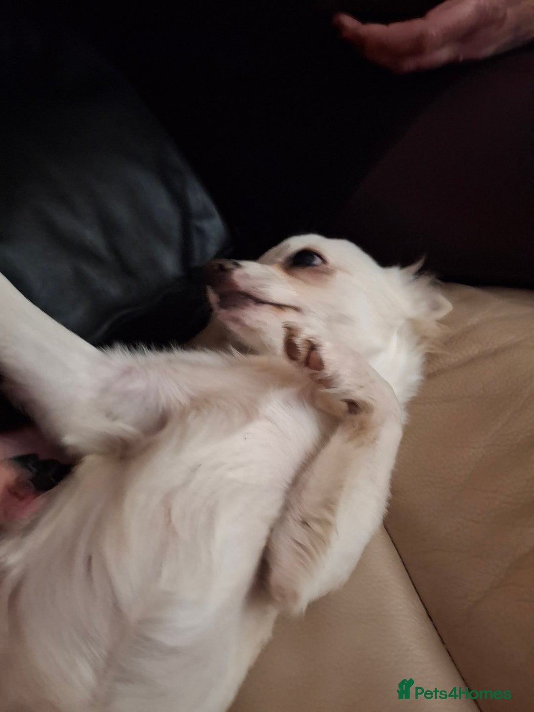 Chihuahua dogs for sale: White long furred male chihuahua - Advert 6