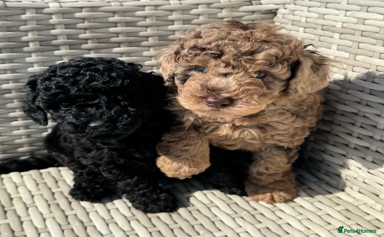 Miniature Poodle dogs - Advert 13