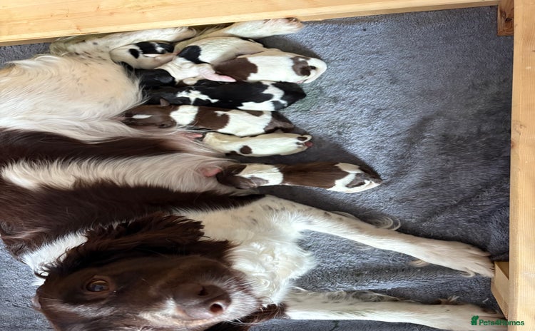 English Springer Spaniel dogs - Advert 5