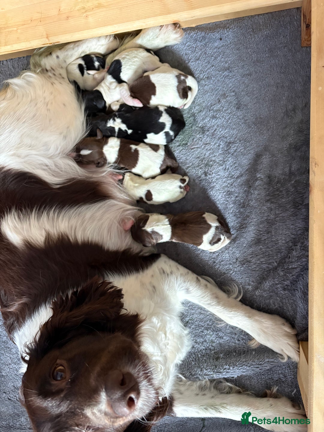English Springer Spaniel dogs for sale: Last litter from an exceptionally stunning breed  - Image 1