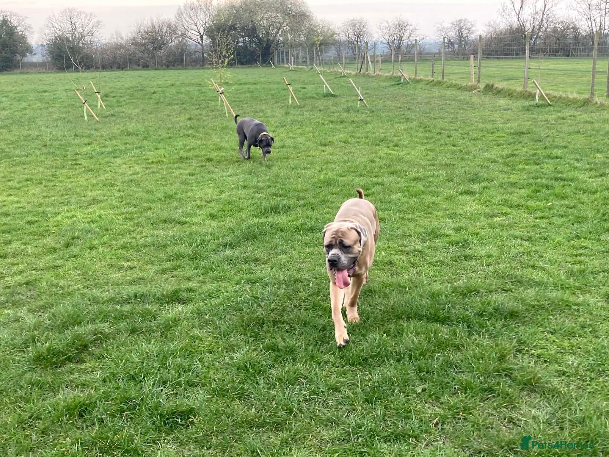 Cane Corso dogs 2x Cane Corso For Rehoming - Advert 15