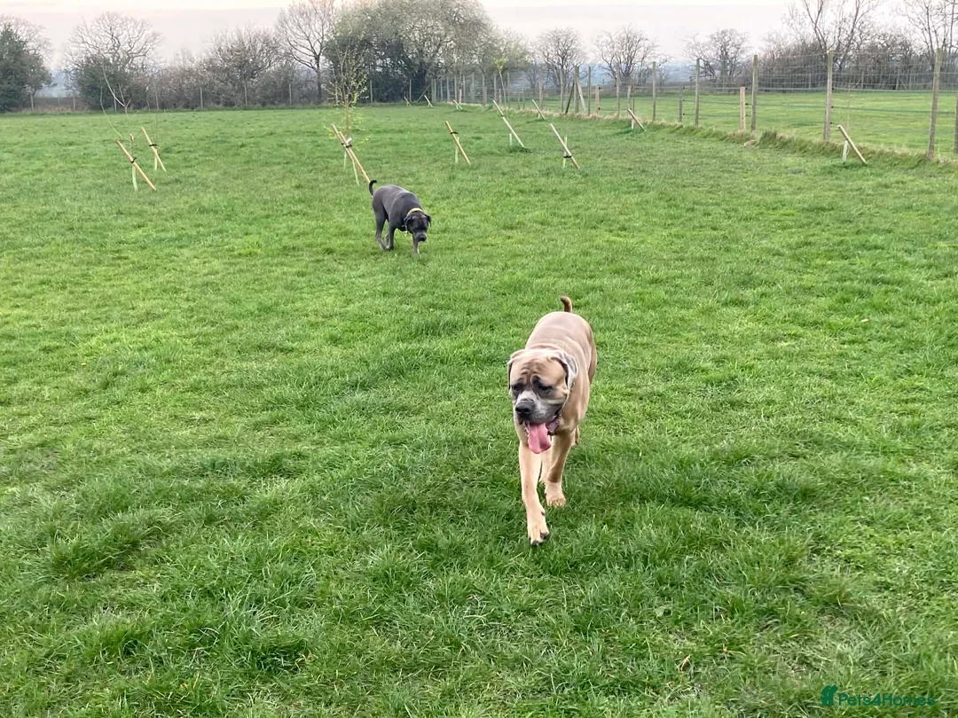 Cane Corso dogs for sale: 2x Cane Corso For Rehoming - Advert 1