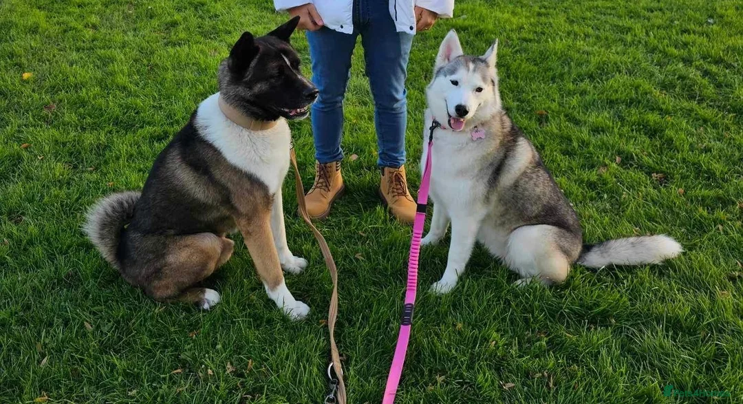 Siberian Husky dogs for sale: Siberian husky  - Advert 2