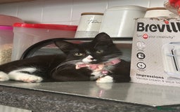 Mixed Breed cats for sale: Female kitten looking for home - Image 16