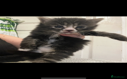 Mixed Breed cats for sale: Perfect Kittens  - Image 1