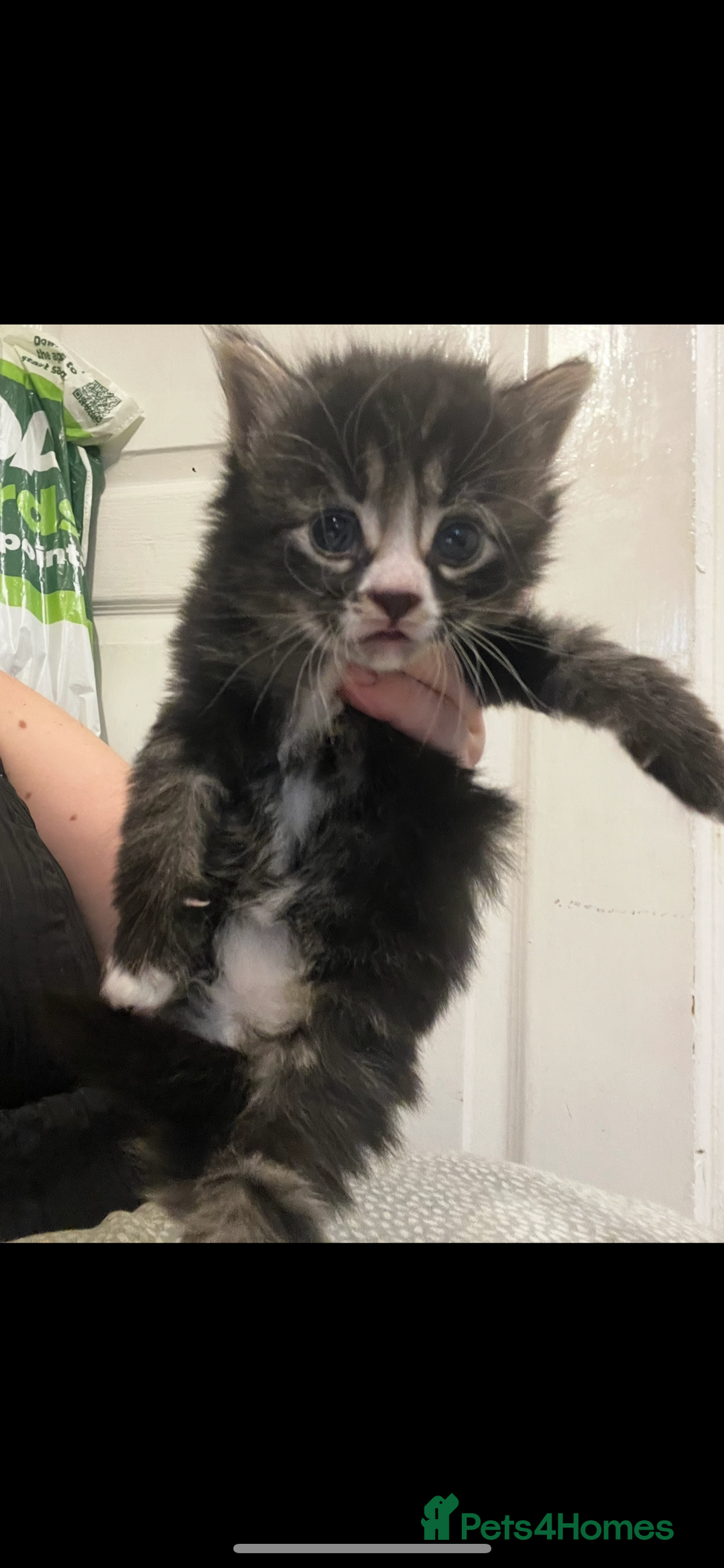 Mixed Breed cats for sale: Perfect Kittens  - Image 1