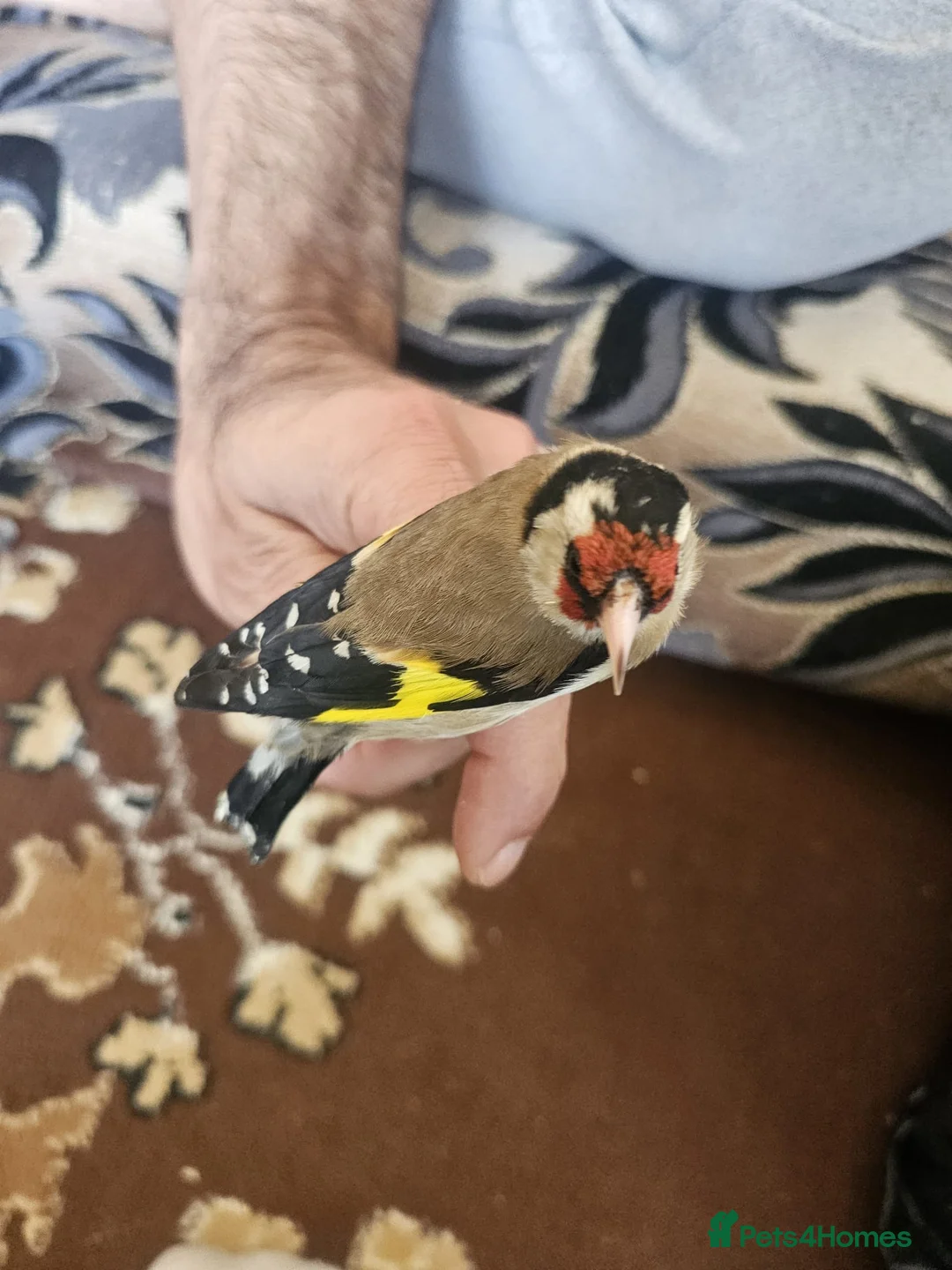Finches birds for sale: Goldfinch male 100£ - Advert 2
